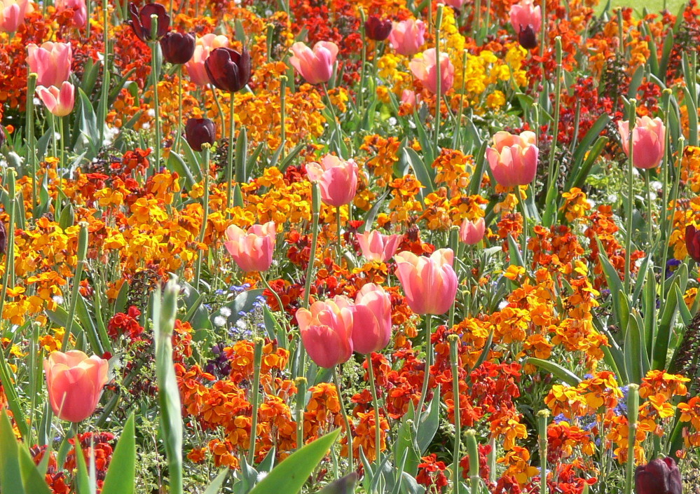 Blumenmeer im Jardin Luxembourg in Paris