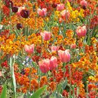 Blumenmeer im Jardin Luxembourg in Paris