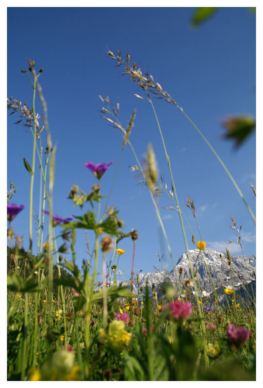 Blumenmeer im Juni