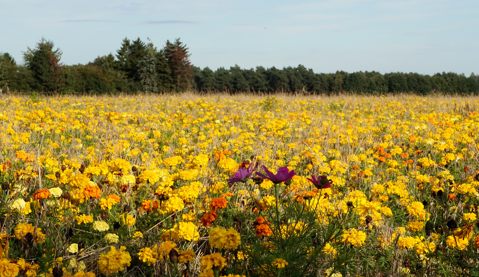 Blumenmeer im Oktober