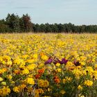 Blumenmeer im Oktober