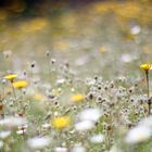 Blumenmeer im portugiesischen Frühling