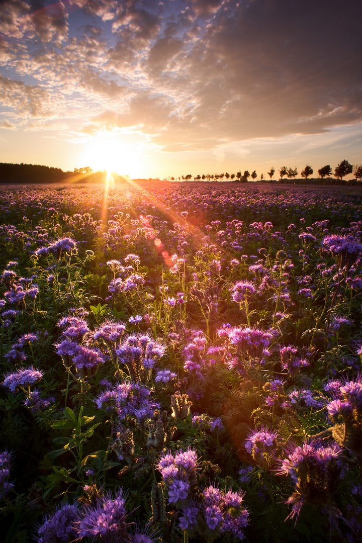 Blumenmeer im Sonnenuntergang