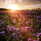 Blumenmeer im Sonnenuntergang