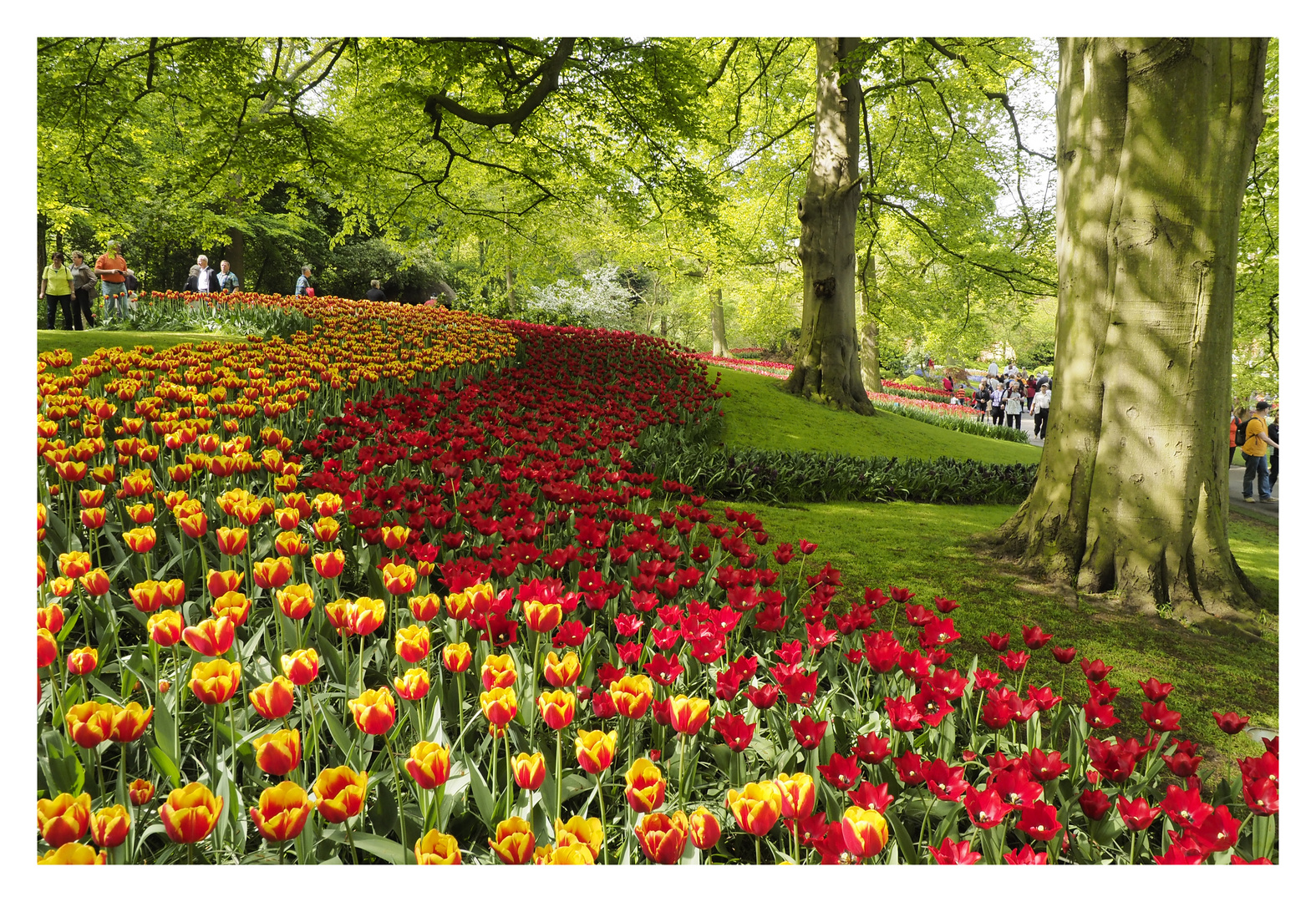 Blumenmeer in Keukenhof