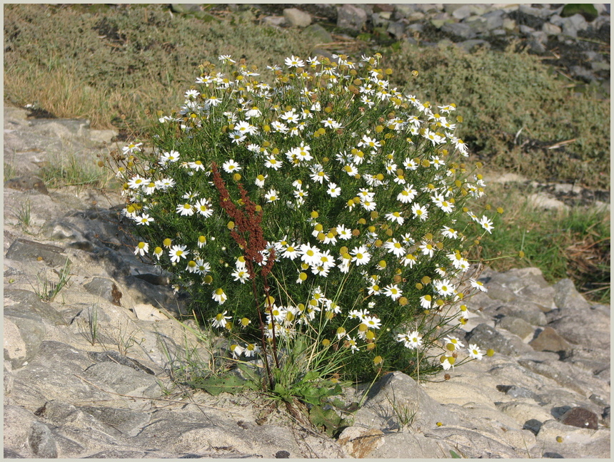 Blumenmeer mein Blume am Meer