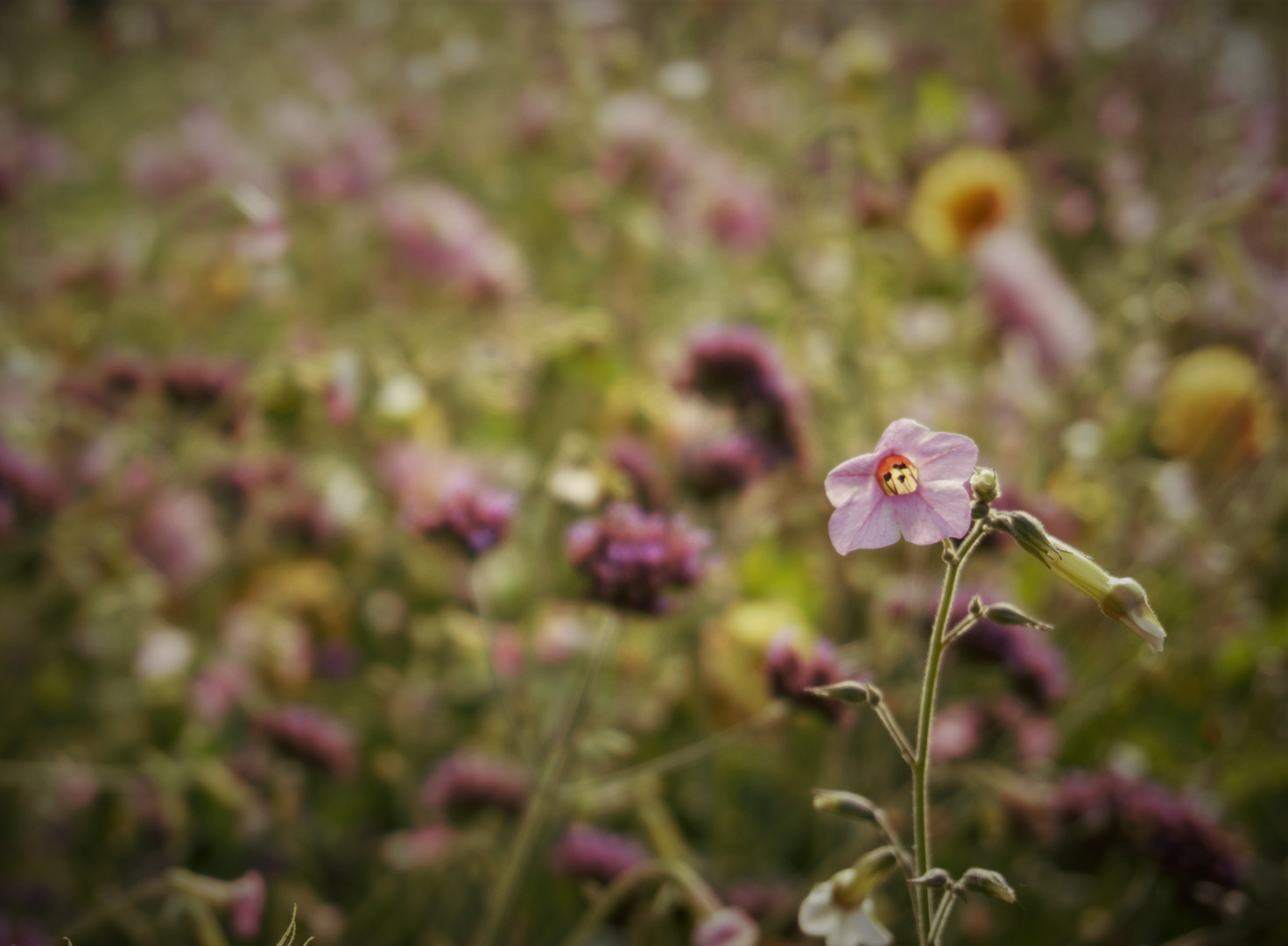 Blumenmeer mit Gesicht ??