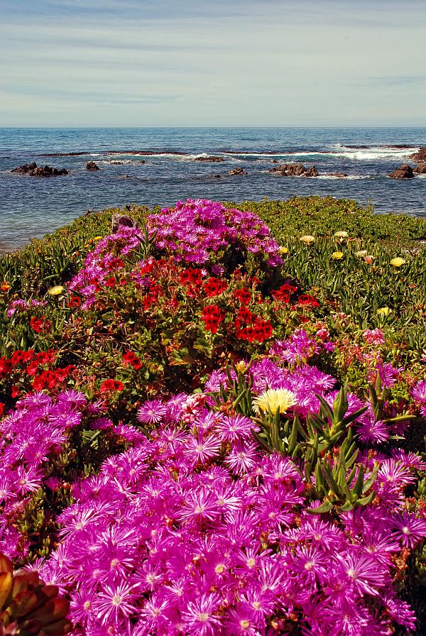 Blumenmeer - Ohau Point / NZ