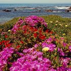 Blumenmeer - Ohau Point / NZ