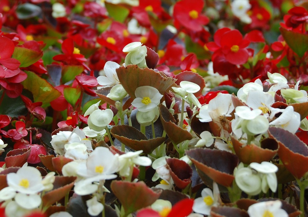 Blumenmeer - Stadtpark Neuerburg