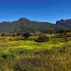 Blumenmeer und Berge