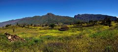 Blumenmeer und Berge