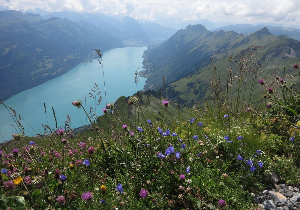 Blumenmeer und Brienzersee