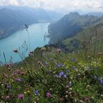 Blumenmeer und Brienzersee