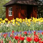 Blumenmeer vor der Hütte