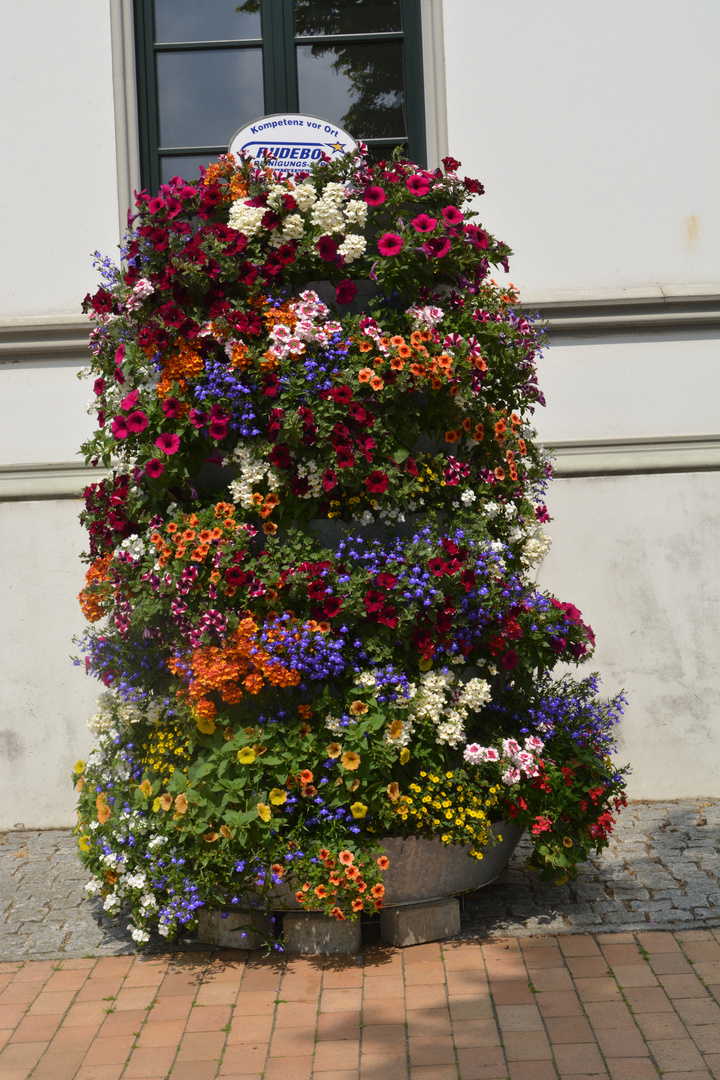 Blumenmeer vorm Rathaus