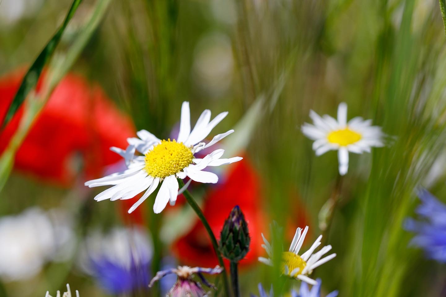 Blumenmix im Getreidefeld