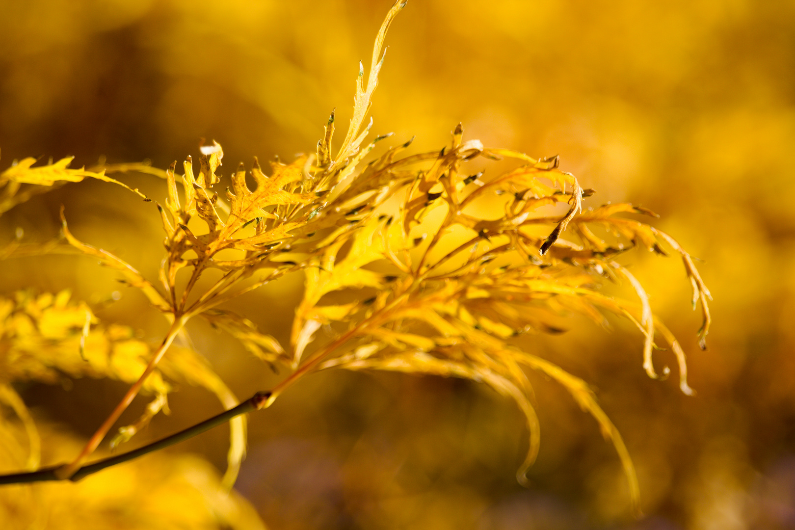 Blumen/Natur