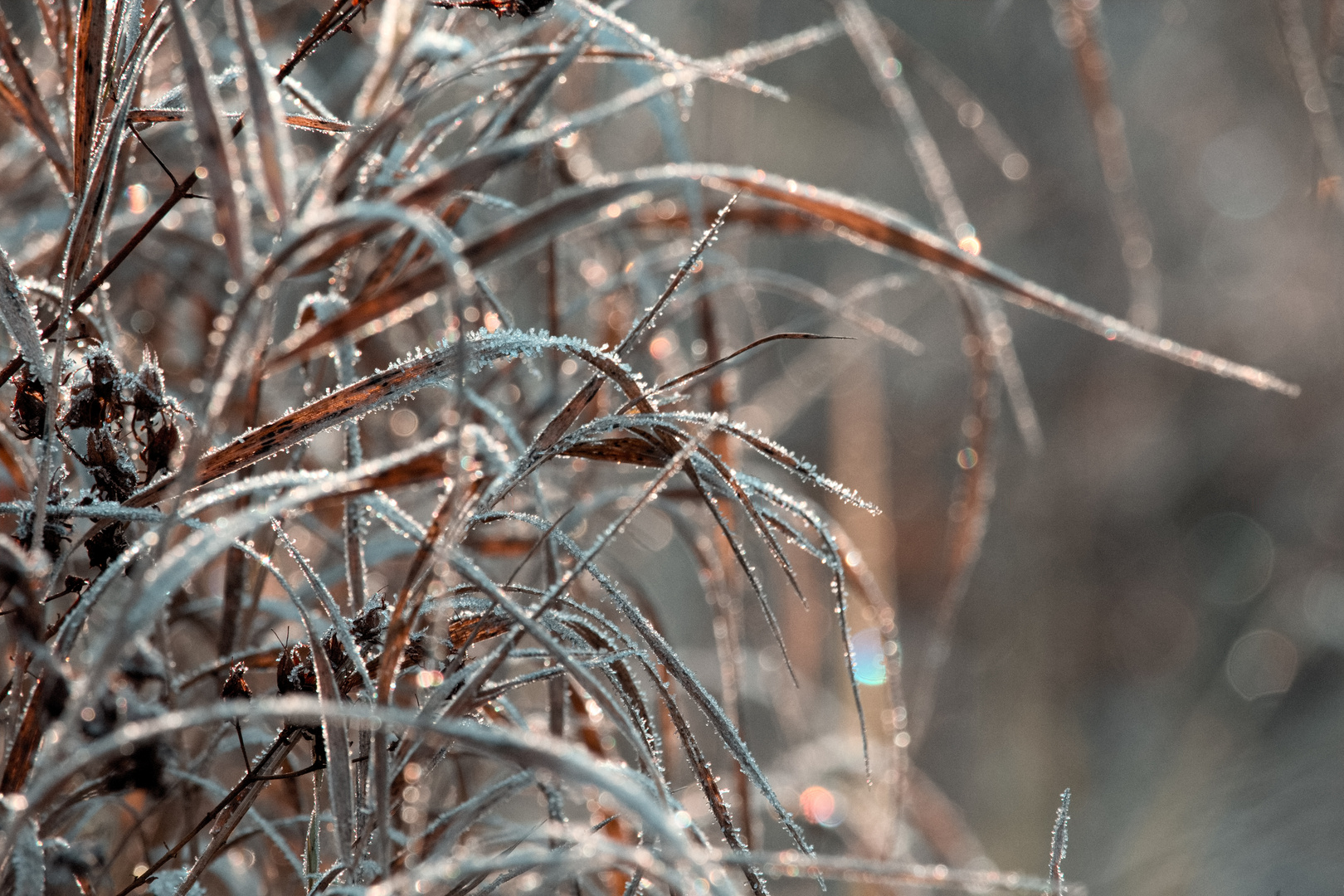 Blumen/Natur