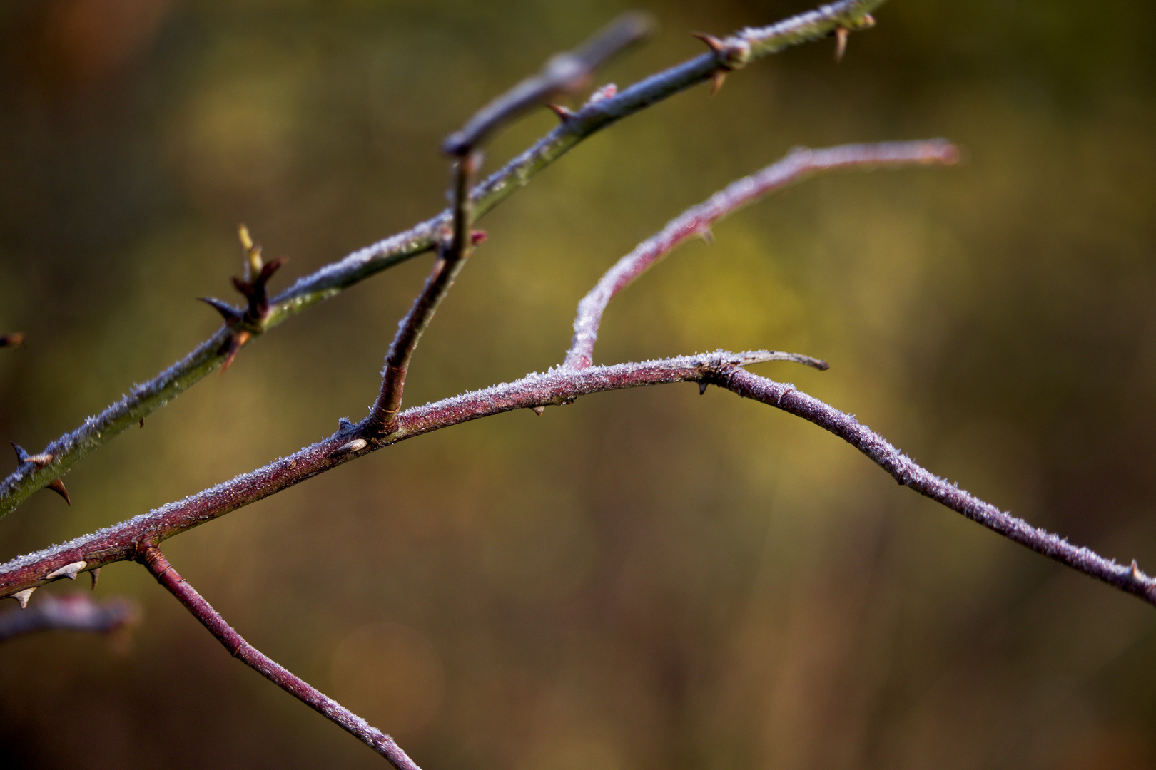 Blumen/Natur