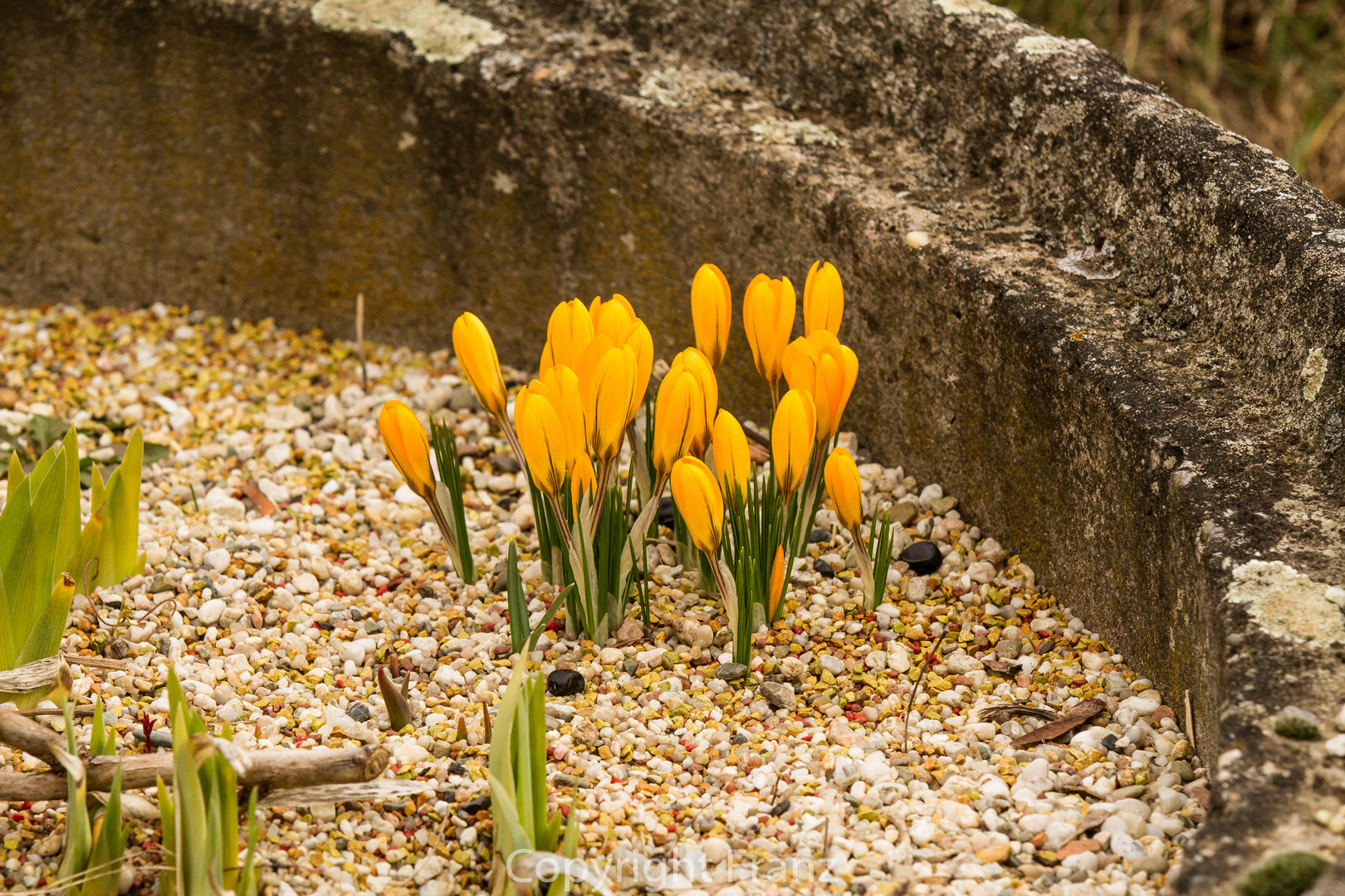 blumen,natur