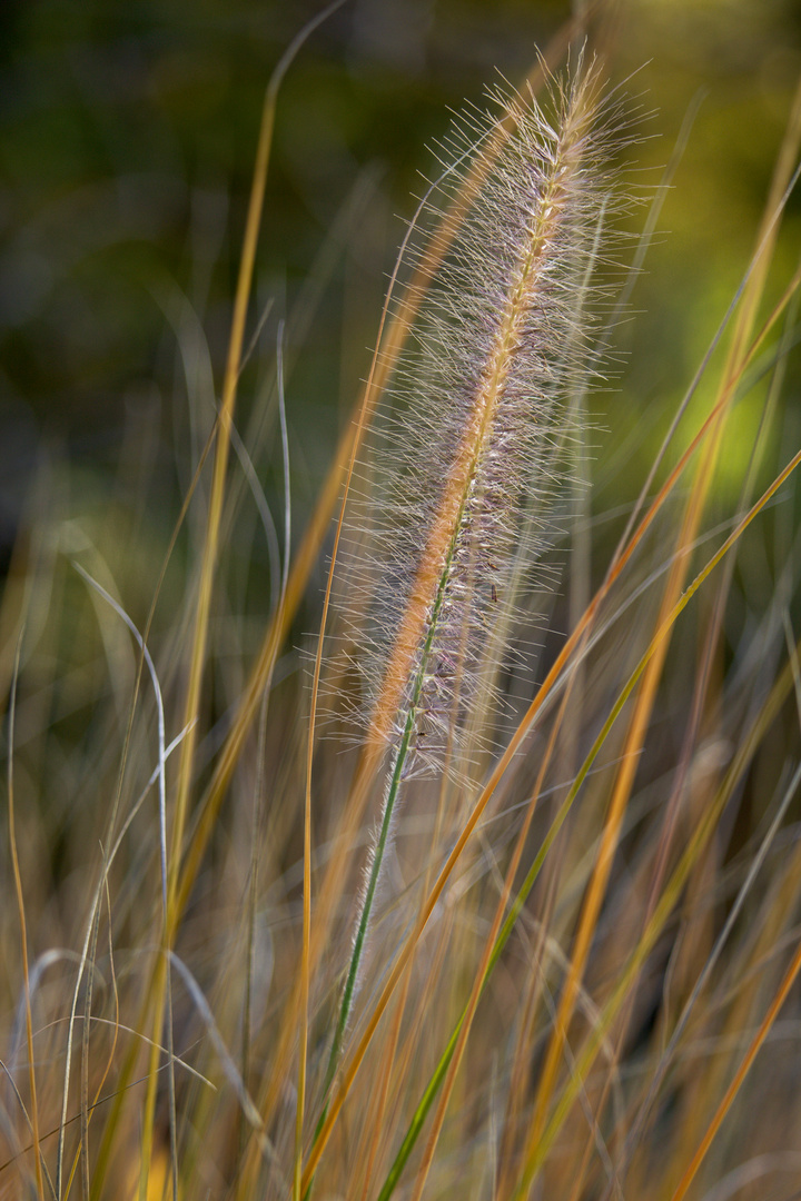 Blumen/Natur