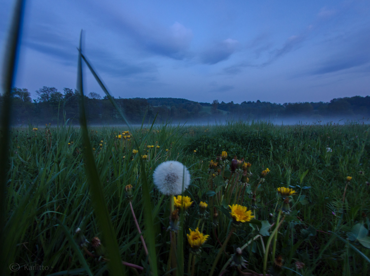 Blumennebel