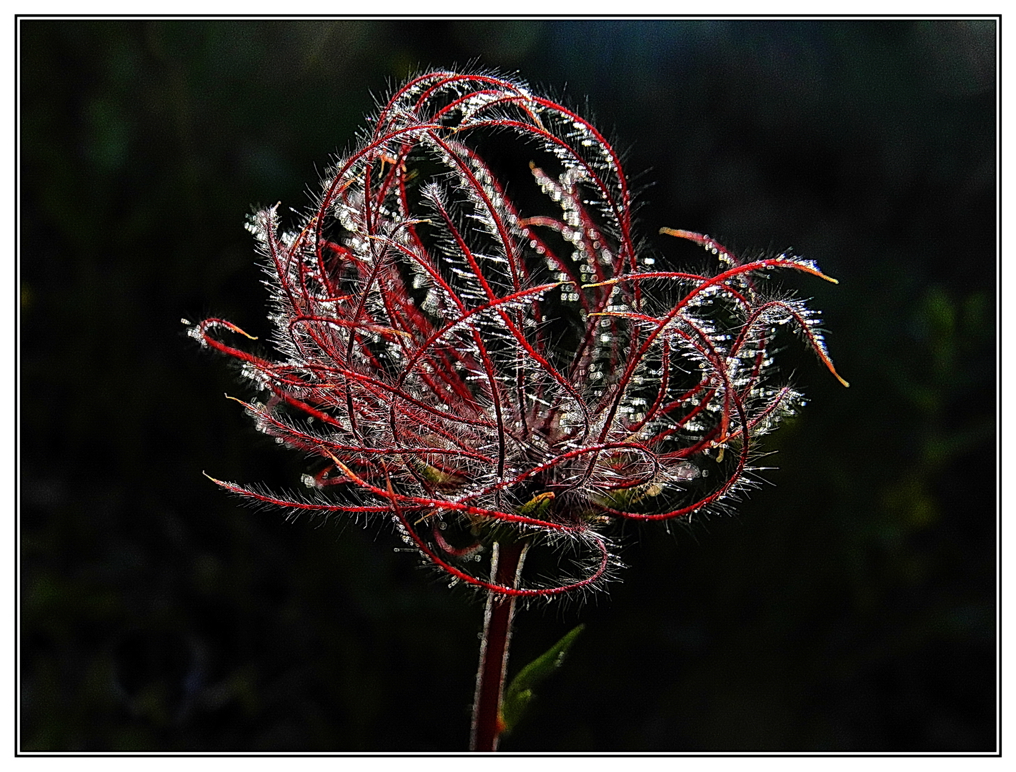 Blumenornament