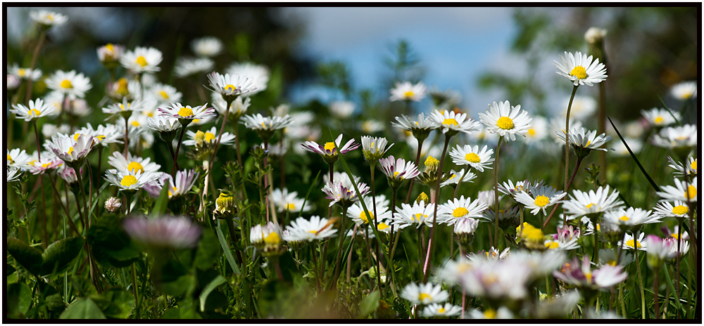 Blumenpano