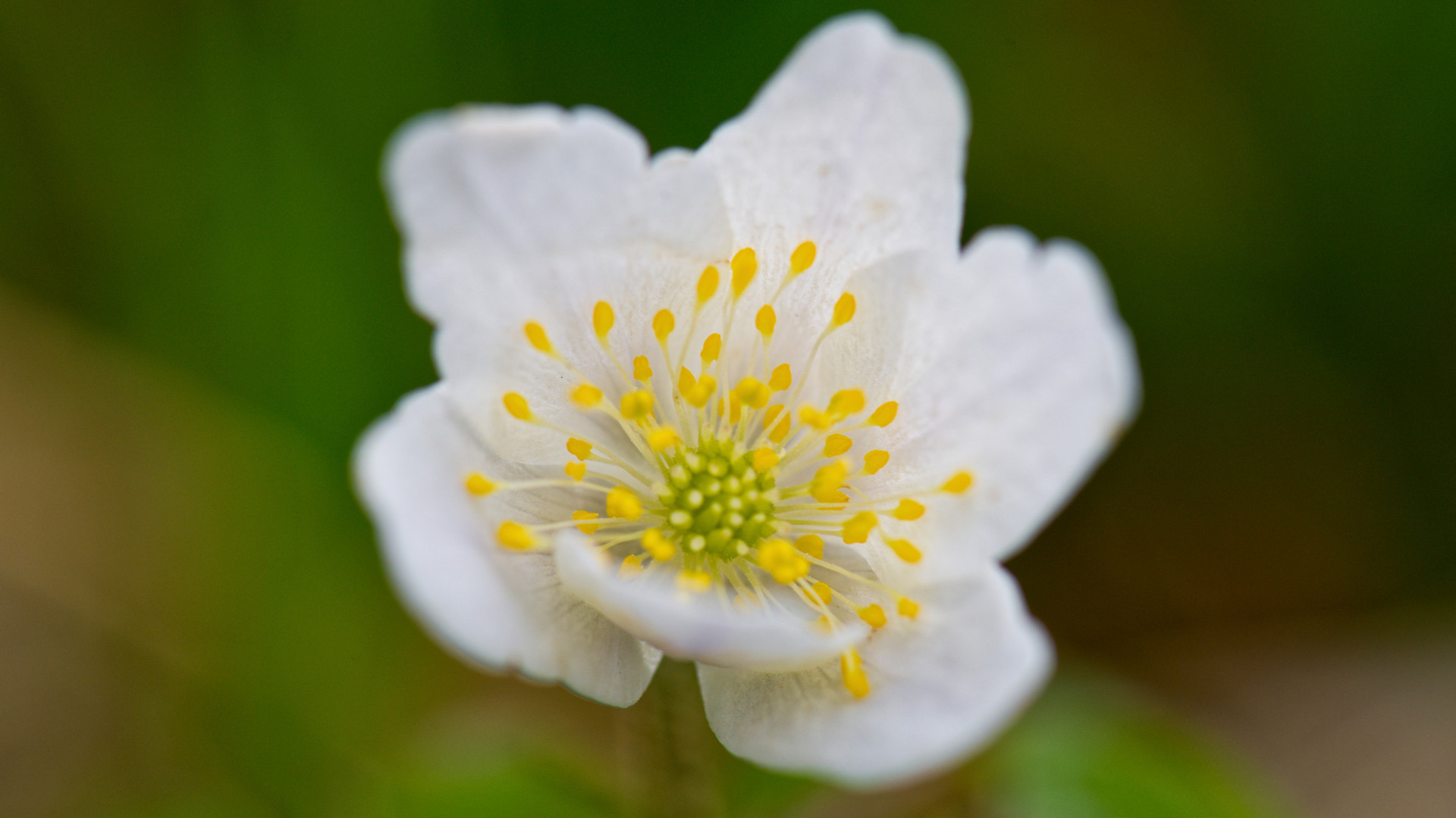 Blumenpanorama