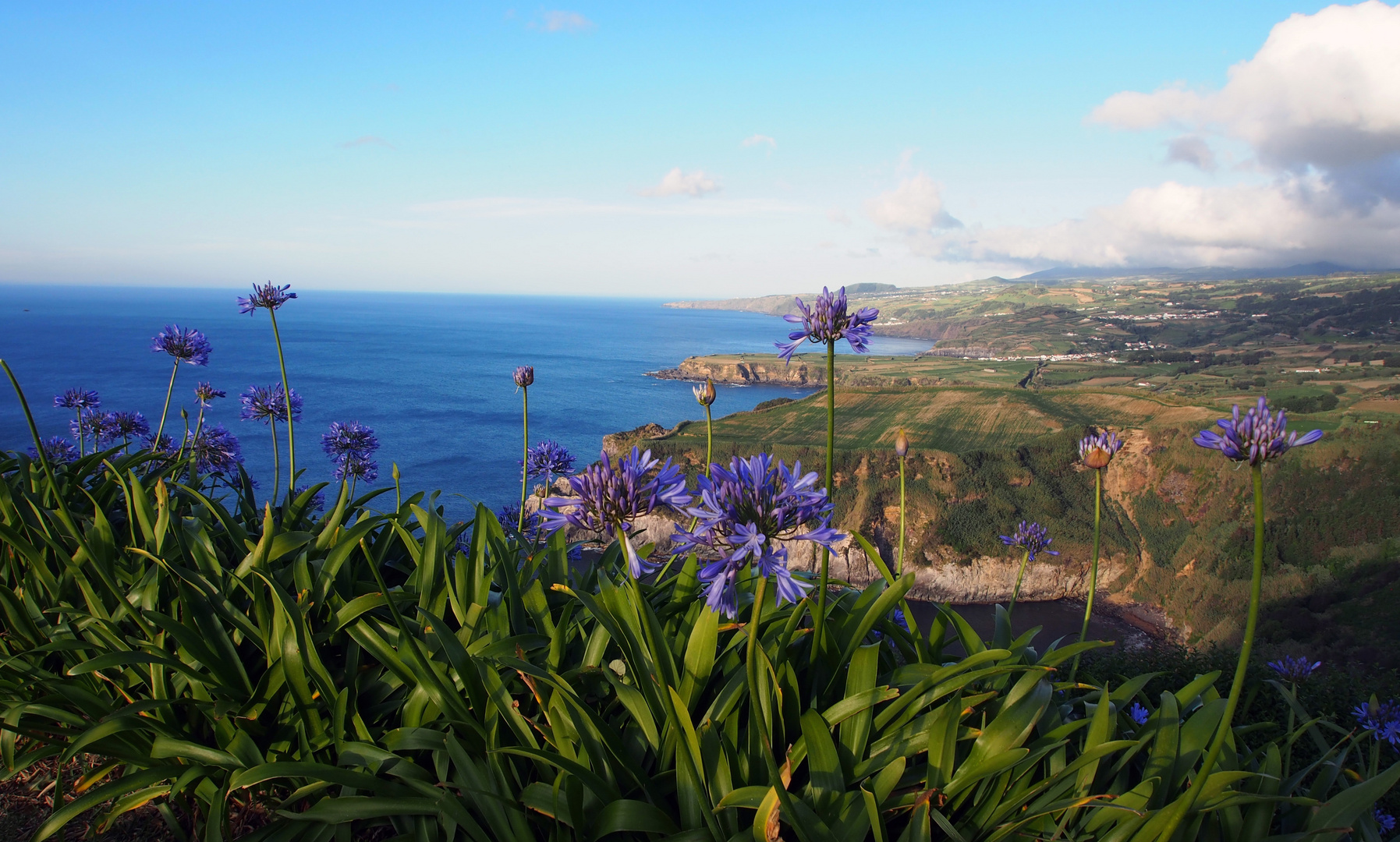 Blumenpanorama