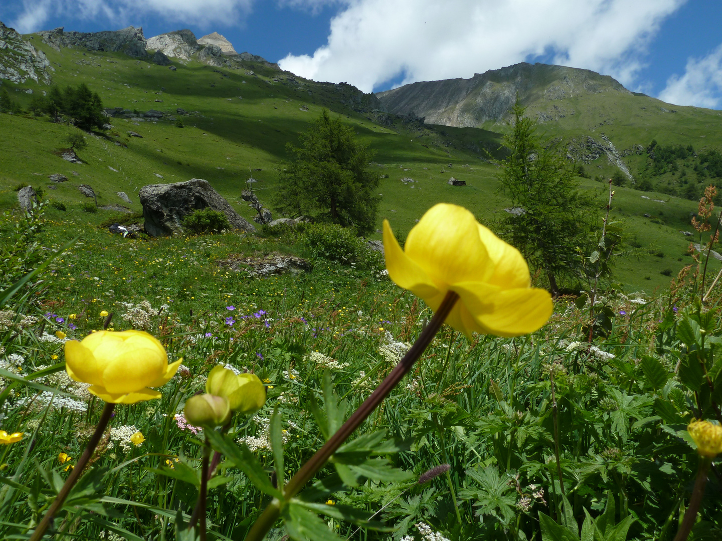 Blumenparadies Katinalm