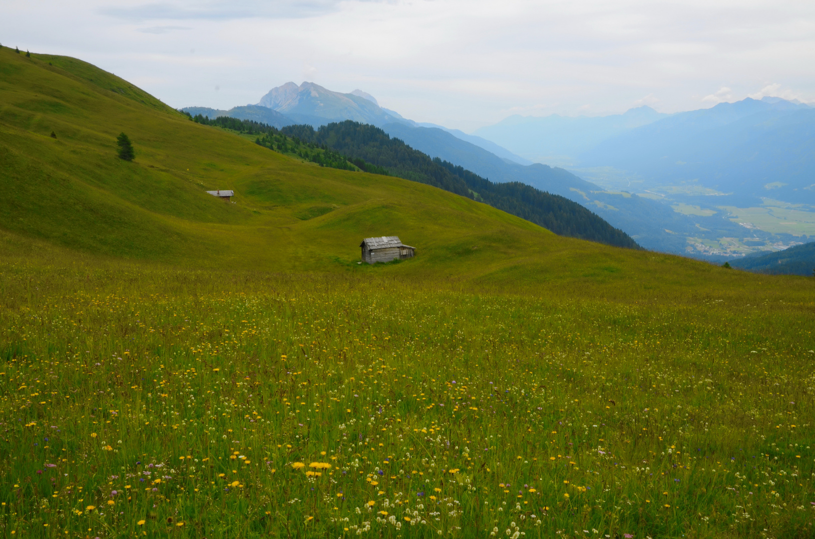 Blumenparadies Mussen-Wiesen...der Blumenberg Kärntens.
