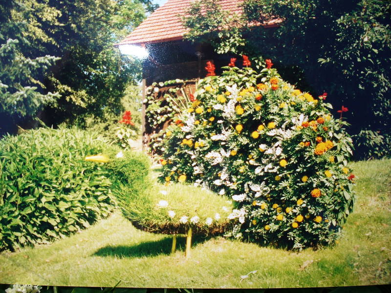 Blumenpfau im Rasen