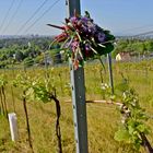 Blumenpflücken im Weinberg