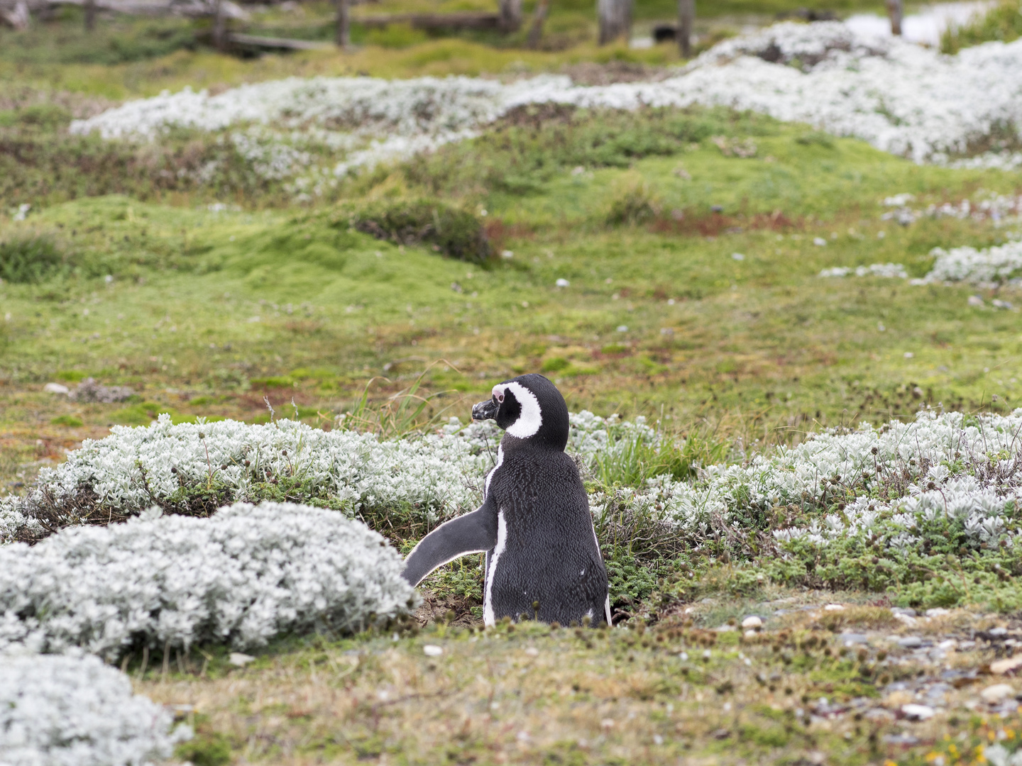 Blumenpinguin