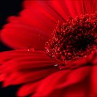 Blumenpoesie in rot....