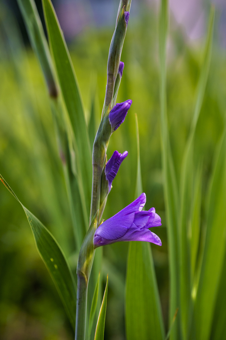 Blumenporträt