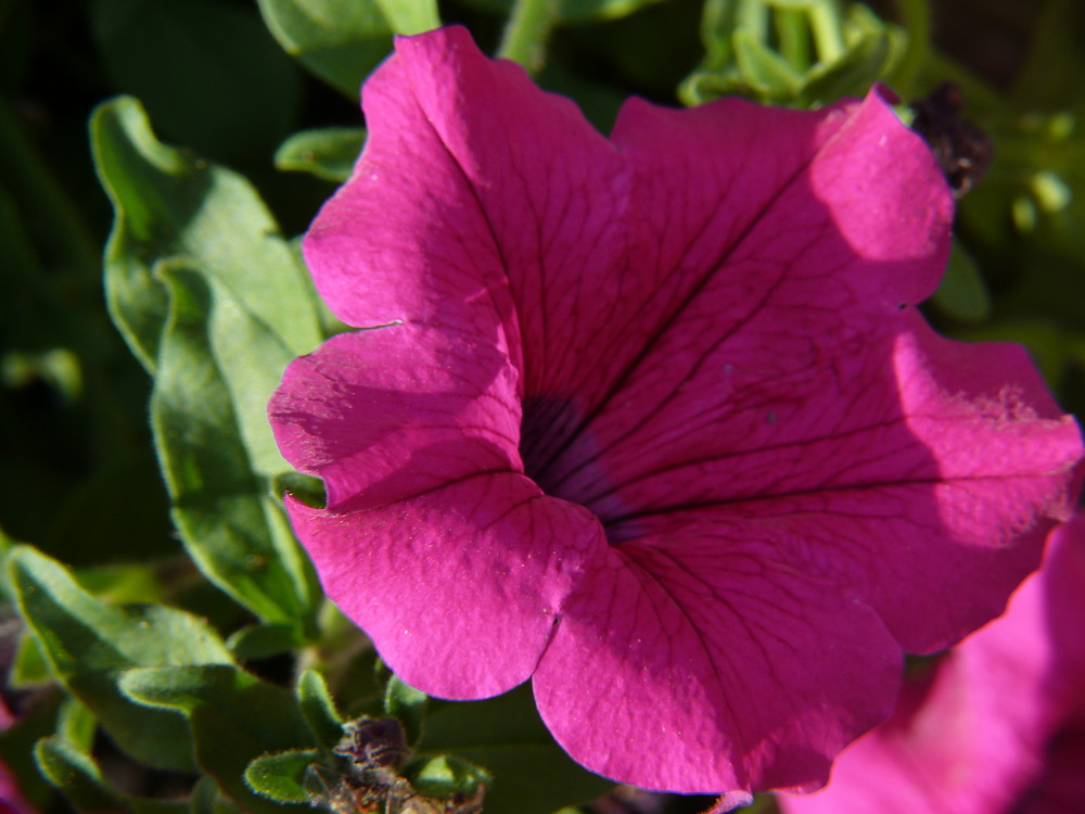 Blumenportrait