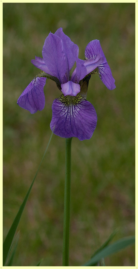 Blumenportrait