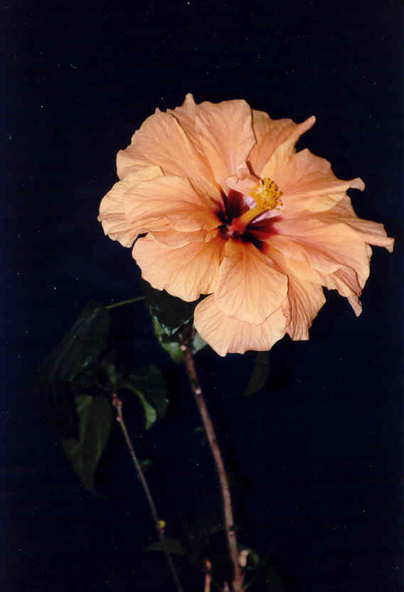 Blumenpotrait