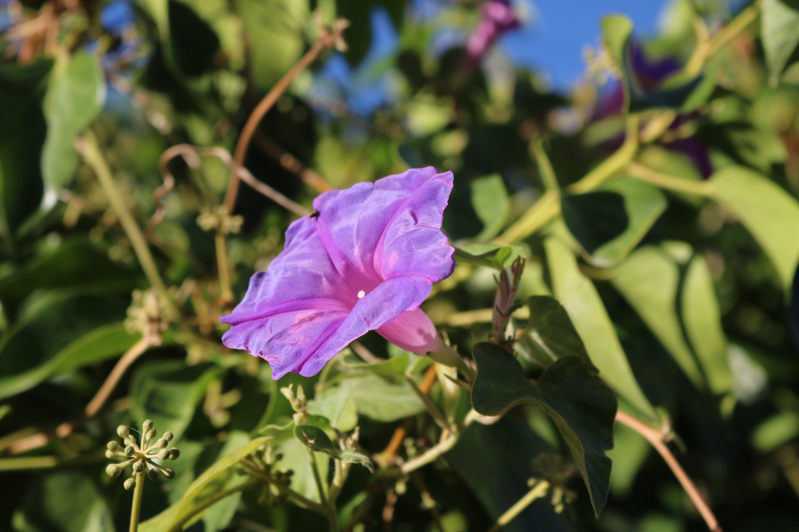 Blumenpracht Algarve