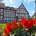 Blumenpracht am Karl-Wolter-Platz in Heilbad Heiligenstadt