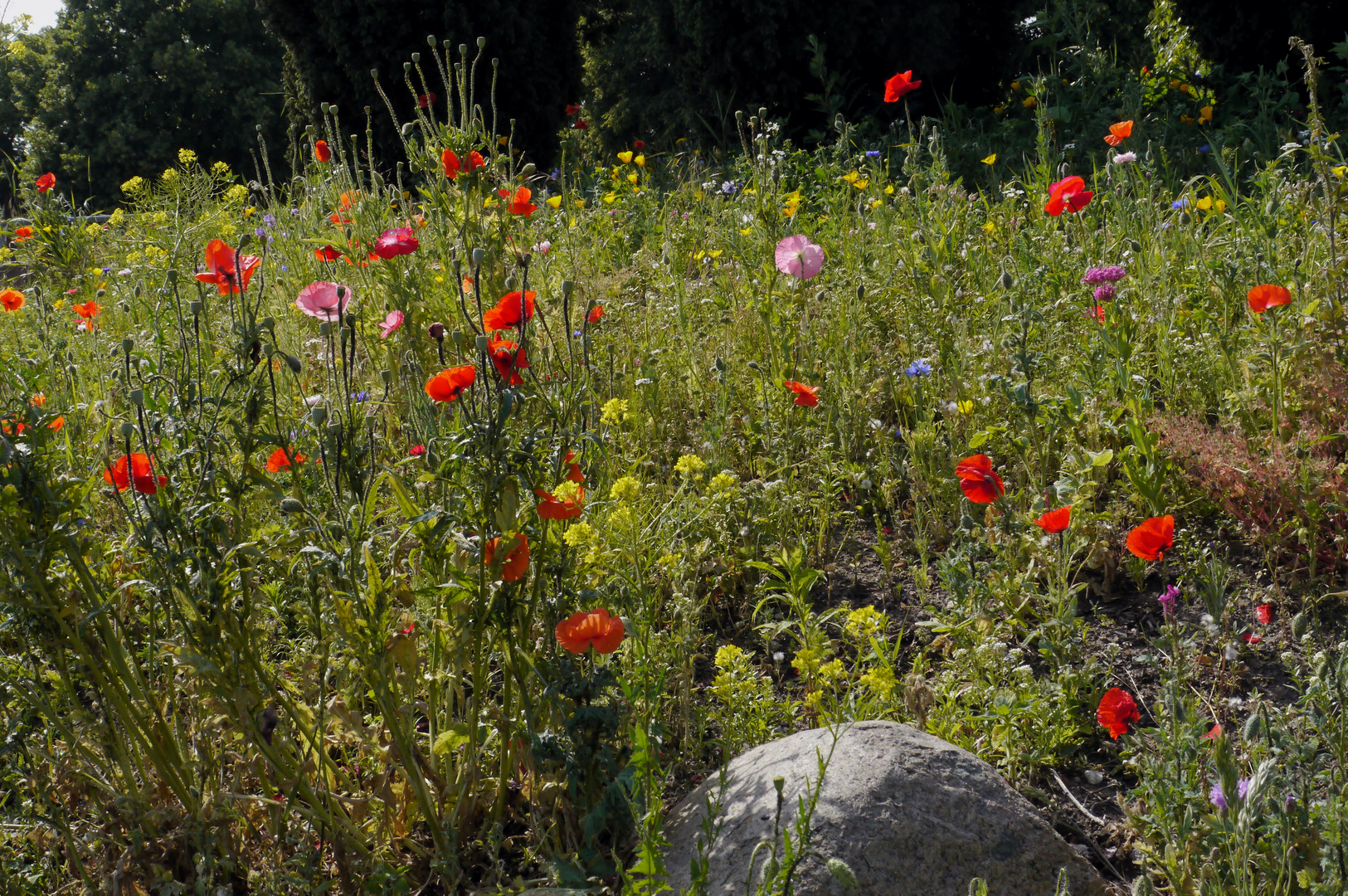 Blumenpracht am Strassenrand