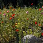 Blumenpracht am Strassenrand