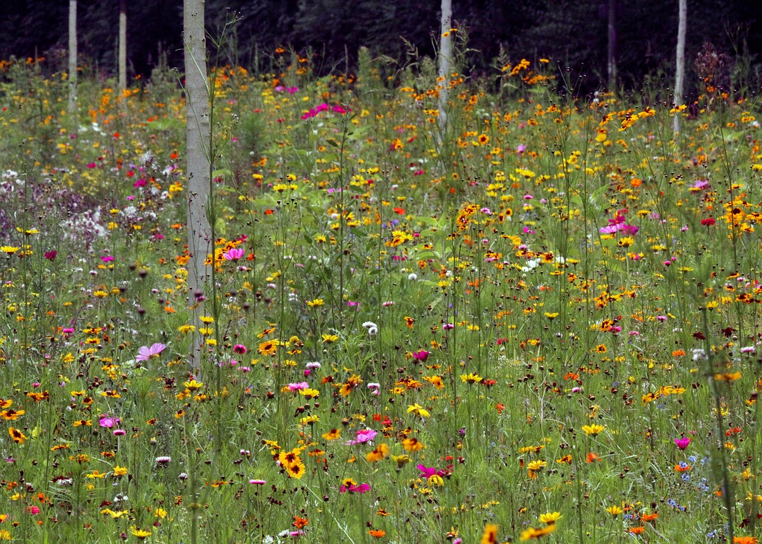 Blumenpracht am Straßenrand I