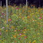 Blumenpracht am Straßenrand I