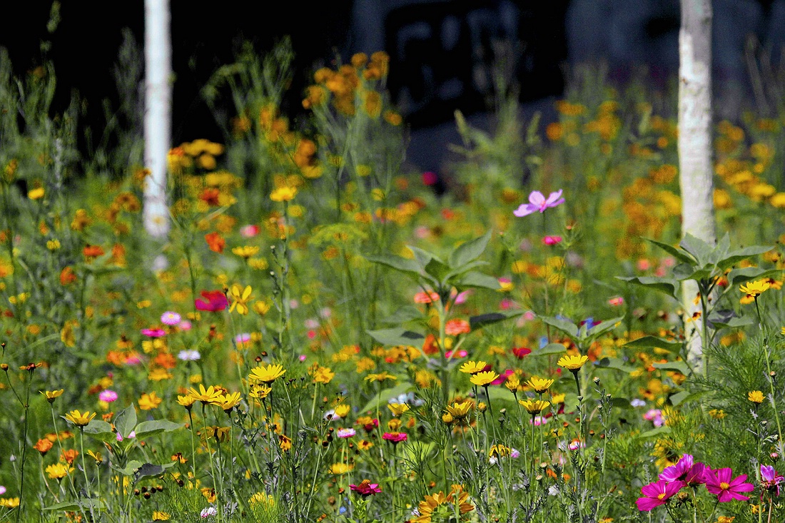 Blumenpracht am Straßenrand II