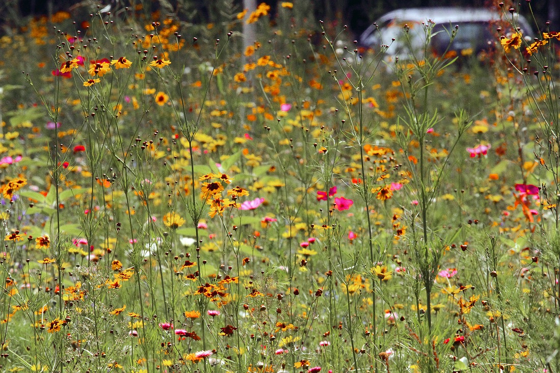 Blumenpracht am Straßenrand III