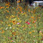 Blumenpracht am Straßenrand III